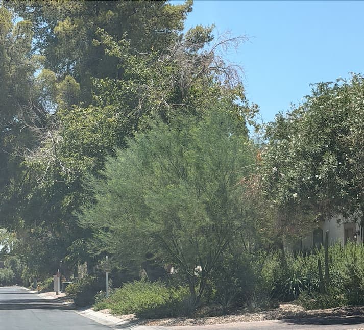 A desert willow paired with xeriscape planting