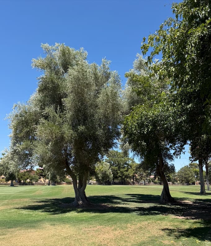 A pair of mature olive trees along a Las Vegas Country Club Estates fairway