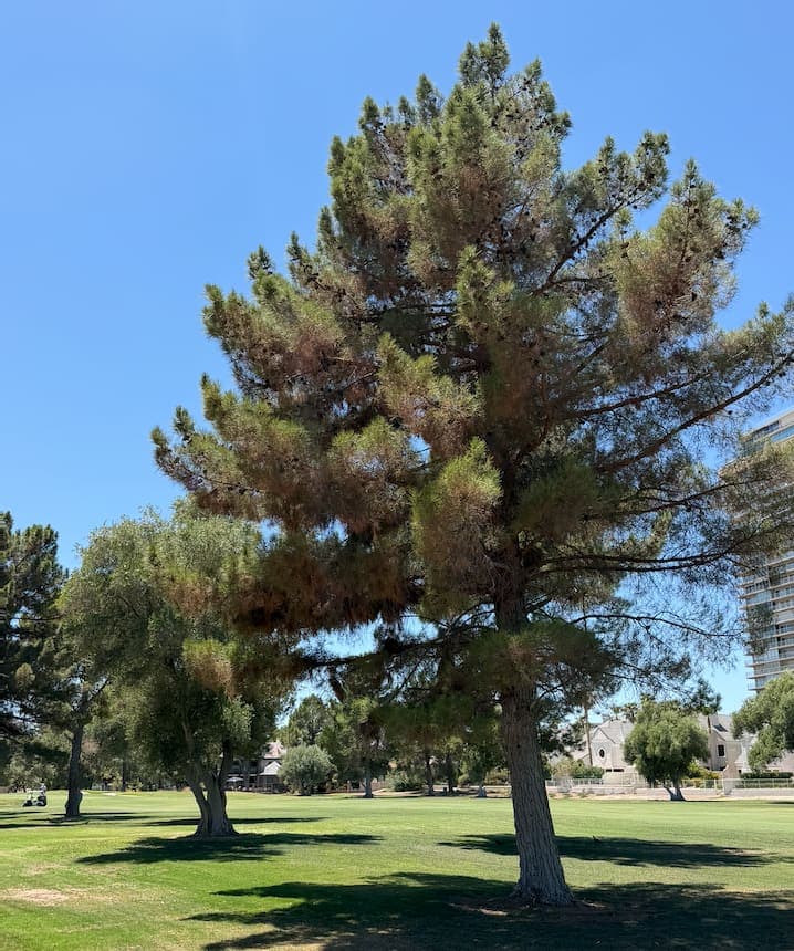 A mature pine tree along a Las Vegas Country Club Estates fairway