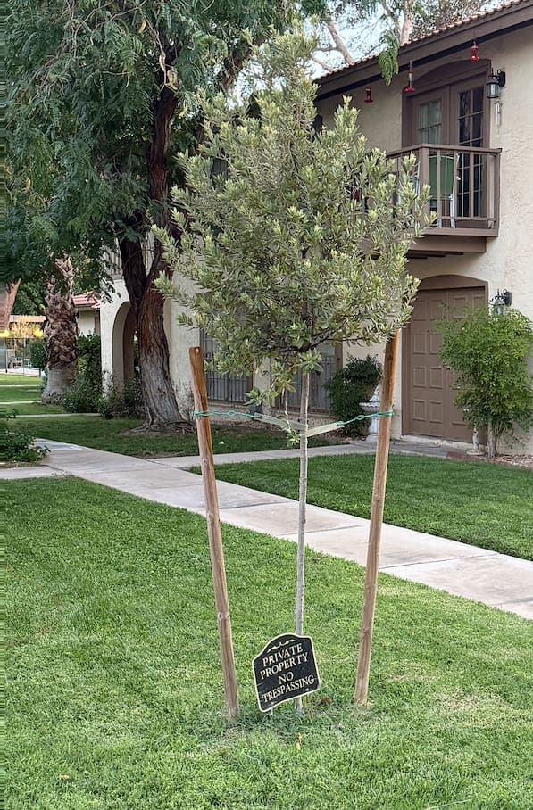 A newly planted, staked olive sapling in Las Vegas Country Club Estates