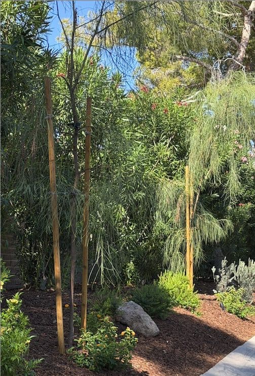 A newly planted tree in a mulched ring on a grassy slope