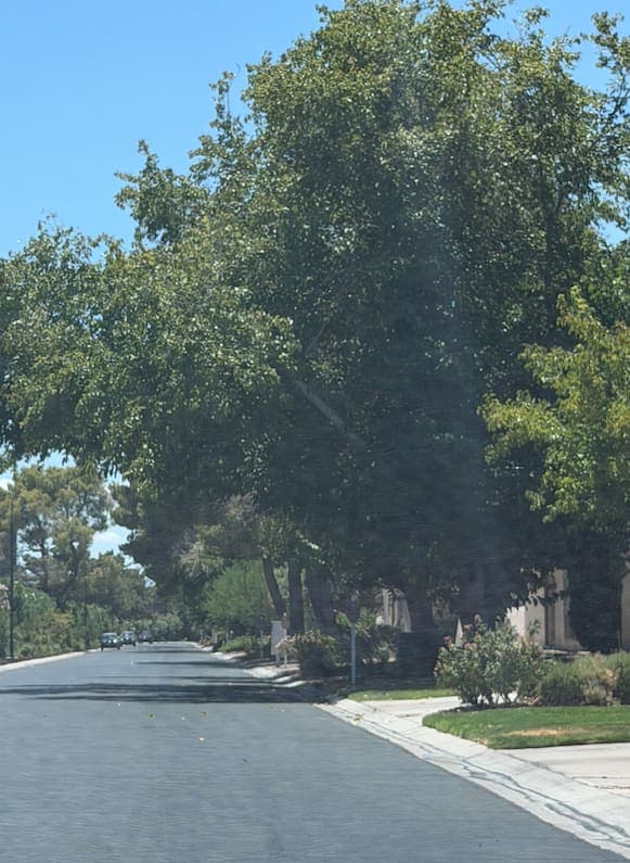 A shaded street in Las Vegas Country Club Estates
