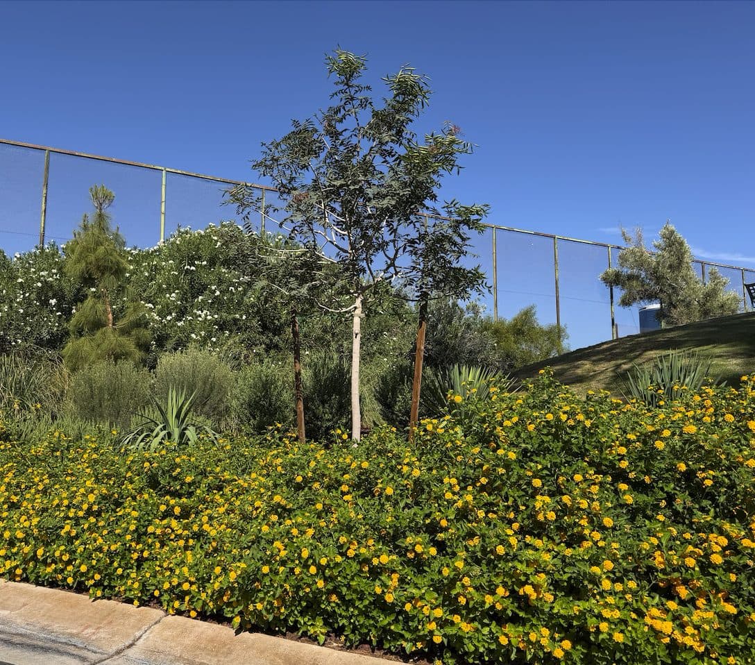 A young staked tree with seed pods near a stucco building